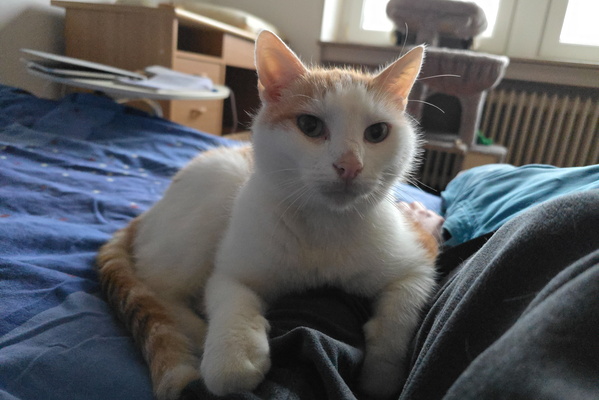 The King of the Bed (and Probably Everything Else)