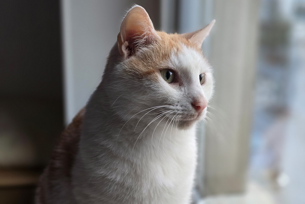 Timmy Contemplates the Great Beyond (Probably a Bird)