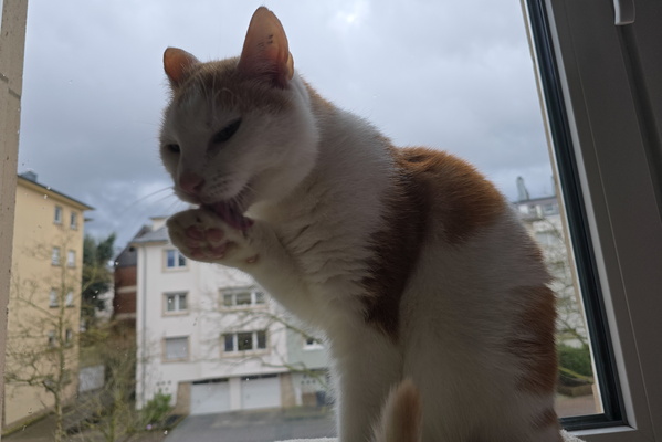 Paw-some Preening on a Gloomy Day!
