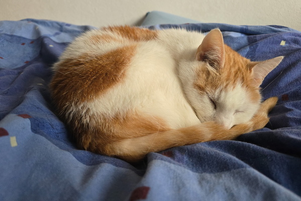 Timmy's Zen Master Nap