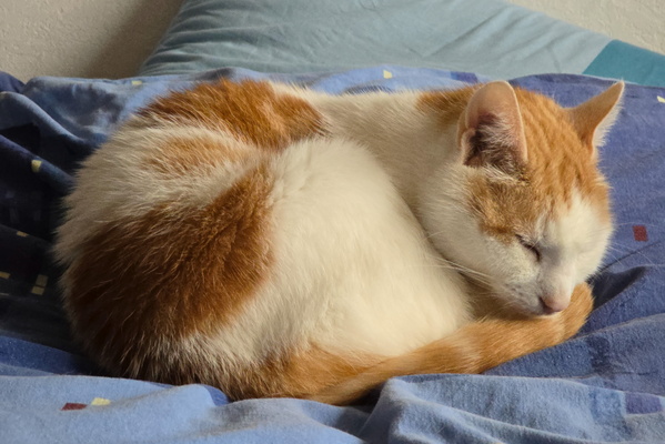 Timmy's Curled-Up Sanctuary