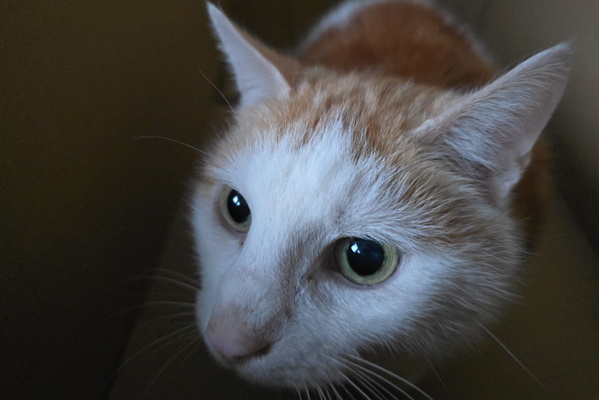 The Feline Enigma
