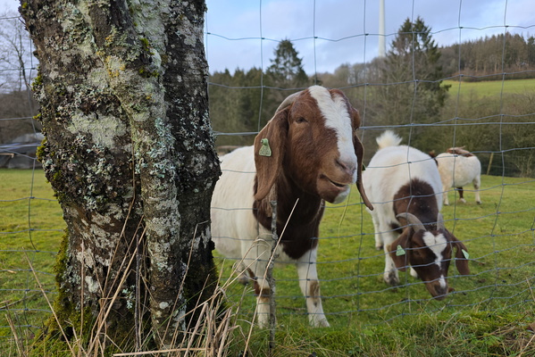 Baa-d day? Never!