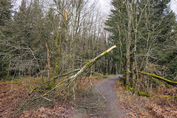 Tree-mendous Trouble on the Trail