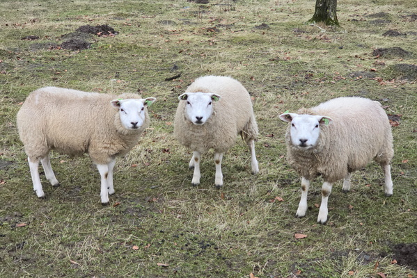 Three Friends in a Field