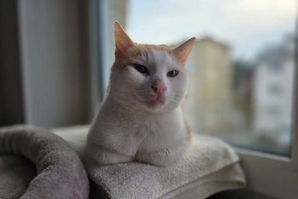 Oh, the Majesty of My Royal Pillow Perch