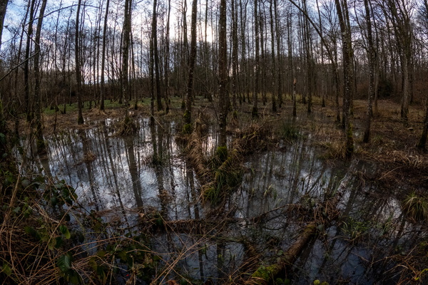 Forest Bath