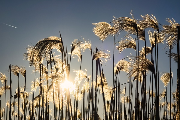 Dancing Reeds