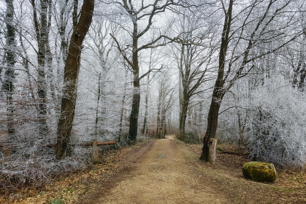 The Frozen Heart of the Woods