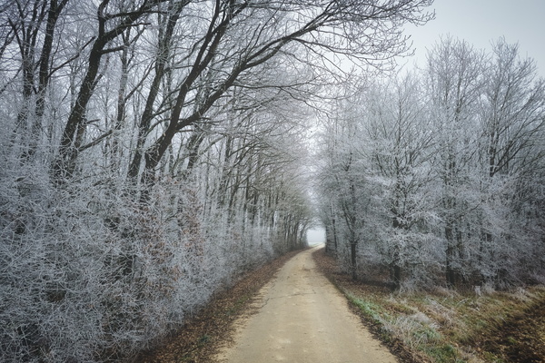 Oh Joy, Another Winter Walk... Through a Freezer