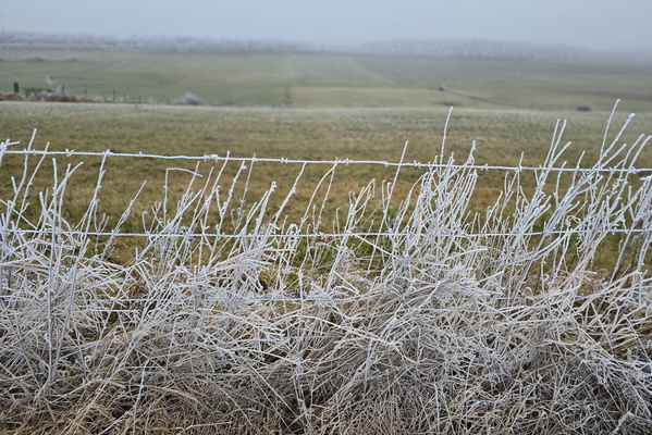 Winter's Gathering on the Fence