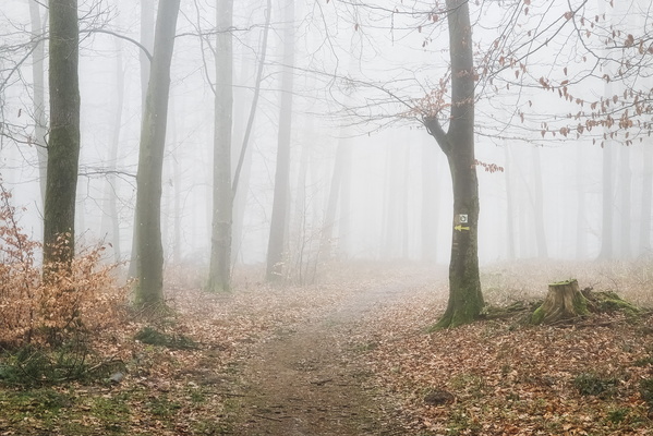 Whispers in the Fog