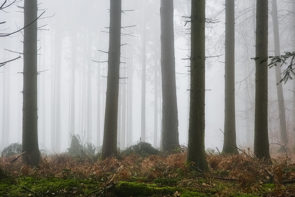 Hide and Seek Amongst the Trees
