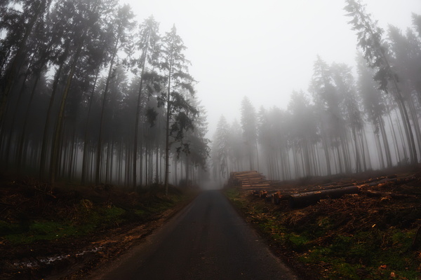 Foggy Forest Fun: A Game of Hide-and-Seek with Nature.