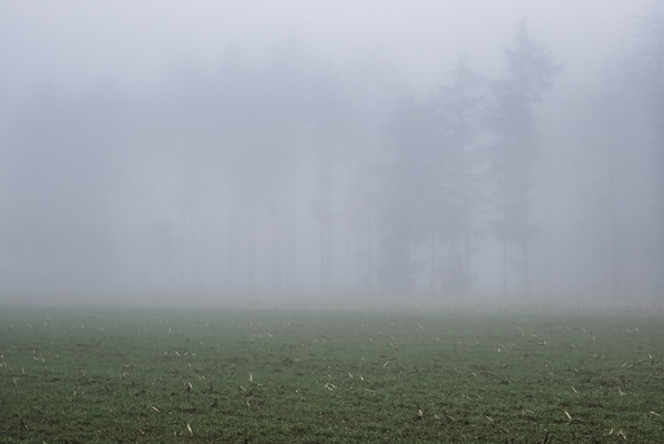 Luxembourg: Where the Trees Play Hide-and-Seek Champion