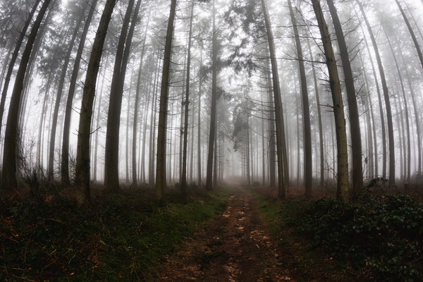 Another Misty Forest. How Original.