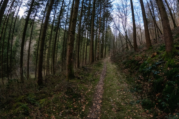 Forest Rush: Conquering the Trails of Nothomb!