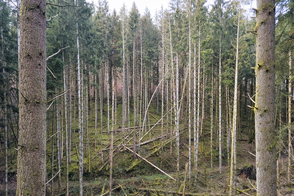Tree-mendous Mess: Nature's Jenga Gone Wrong!