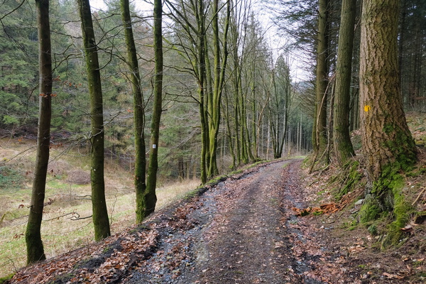 Tranquil Forest Path: A Moment of Peaceful Escape