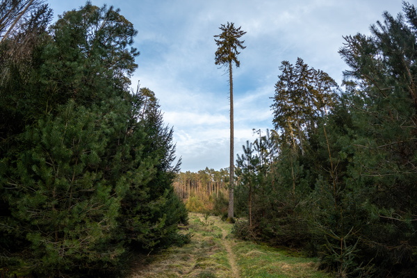 Confrontation: The Big Tree Against the Elements