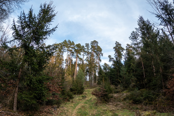 Tranquility Among the Trees