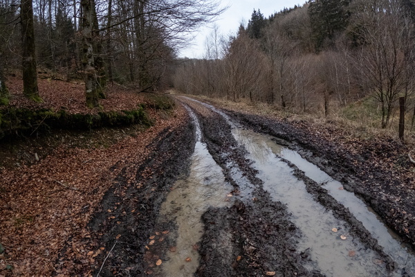 Just a *Slightly* Damp Path