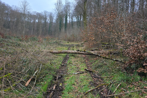 Nature's Obstacle Course