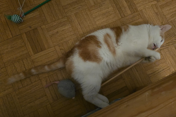 The Great Hunter Reduced to Napping on the Job