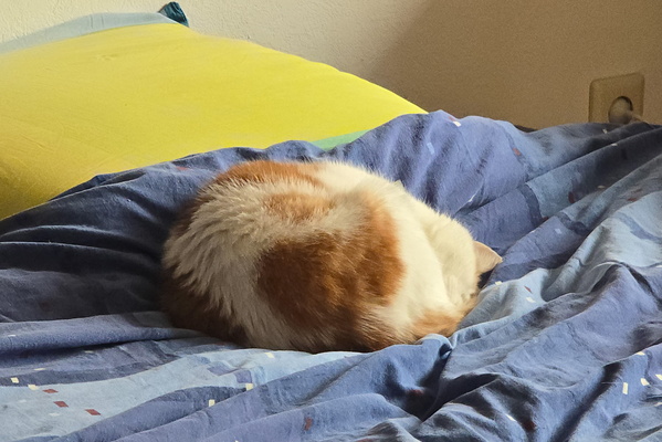 The Ginger Doughnut: A Cat's Guide to Ultimate Relaxation