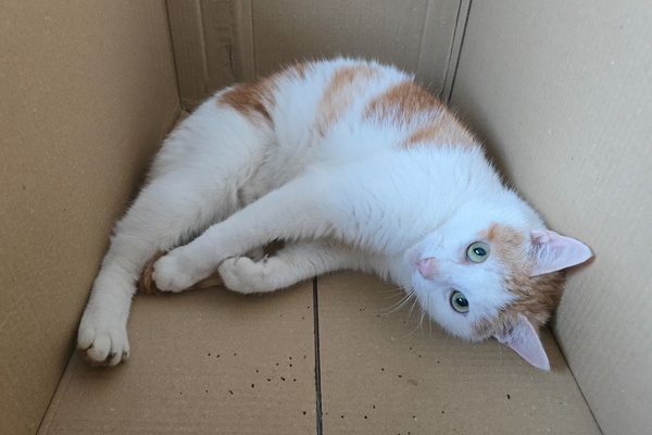 Boxed In and Loving It: Timmy's Existential Crisis