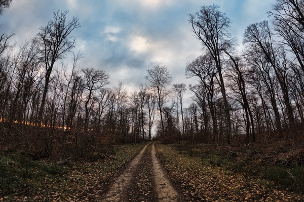 Contemplation on a Forest Path
