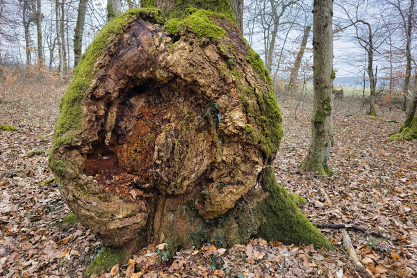 Nature's Sculpture: Carved by Time and Weather