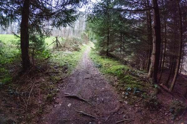 Seeking Solitude on a Forest Path