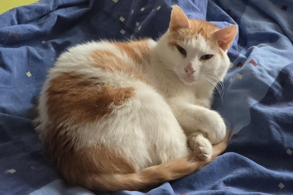 Oh, the Ennui! Another Day, Another Nap.