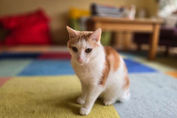 Timmy's Existential Rug Contemplation