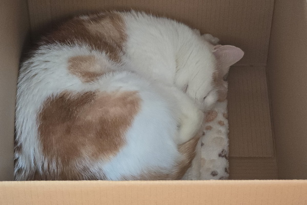 If I Fits, I Sits (and Snoozes!)