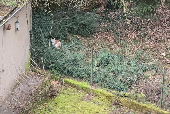 Operation: Bird Feeder Recon
