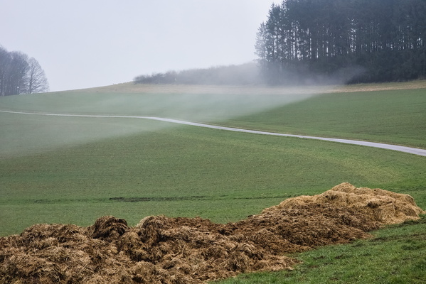 The land awakens under a cloak of mist.