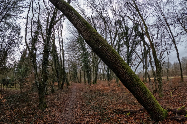 Tree-mendous Obstacle: A Walk in the Park