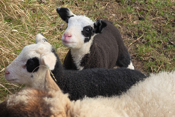 Ewe Lookin' At Me?