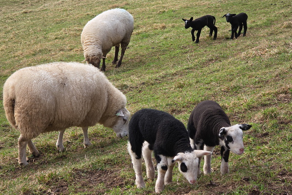 Pastoral Symphony in Black and White