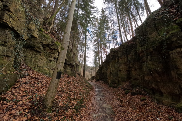 Trailblazing Through the Woods