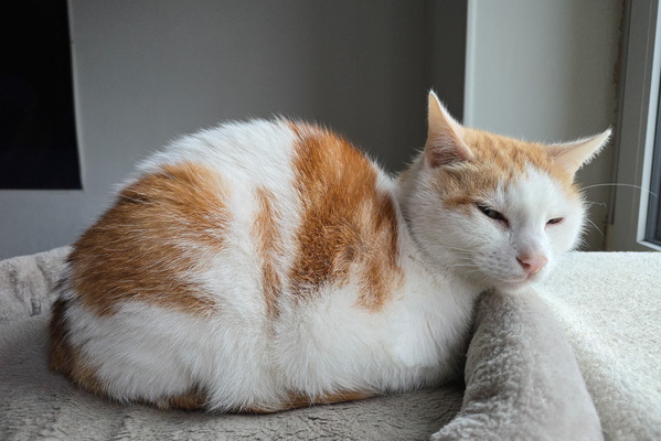 Timmy's Paws-itively Peaceful Slumber