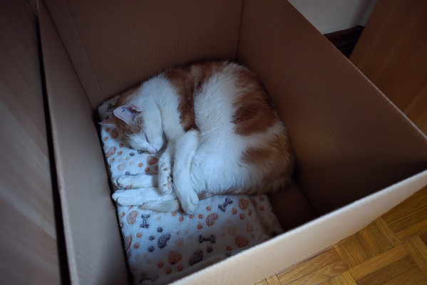Boxed Bliss