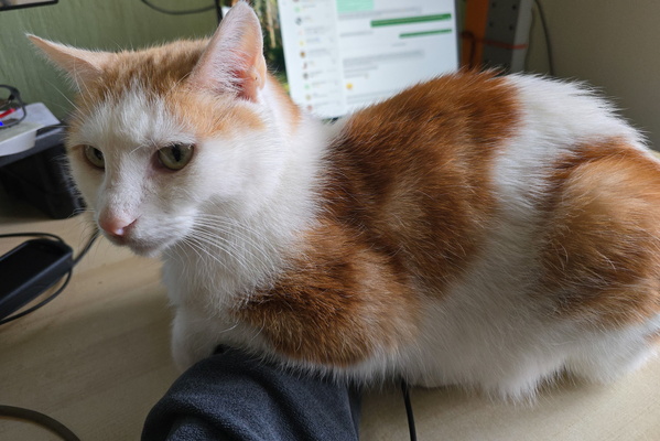 Timmy: Professional Desk Ornament