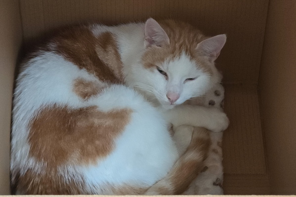 If I Fits, I Sits... And Naps!