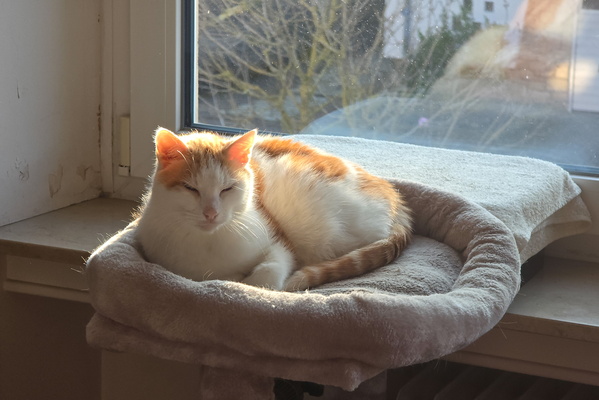 His Royal Fluffiness Takes a Midday Solar Snooze