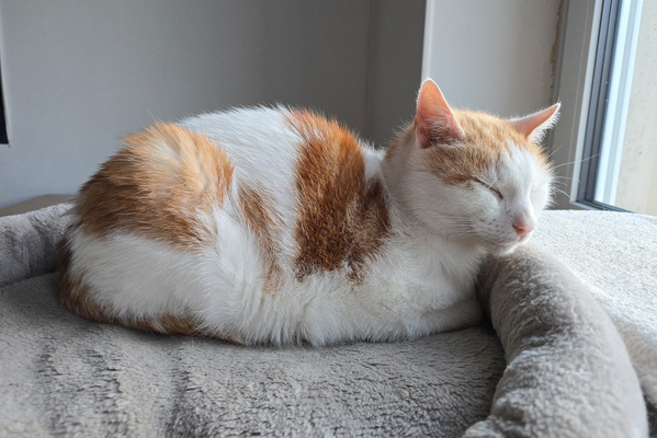 Timmy's Daily Dose of Downtime