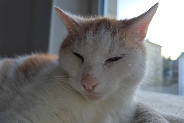 Timmy's Window-Gazing Zen