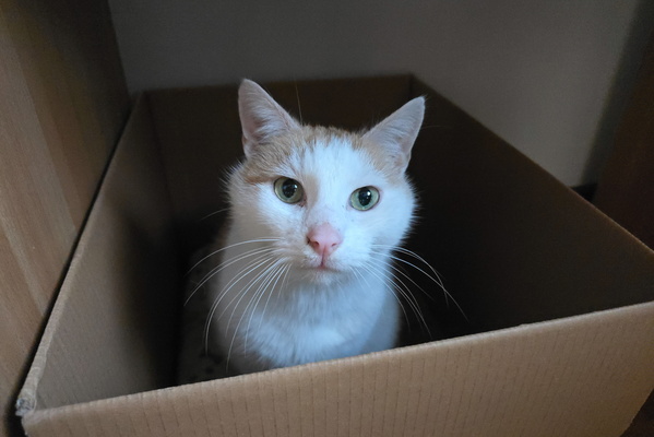 If I Fits, I Sits: The Adventures of Box Cat